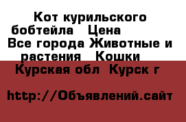 Кот курильского бобтейла › Цена ­ 5 000 - Все города Животные и растения » Кошки   . Курская обл.,Курск г.